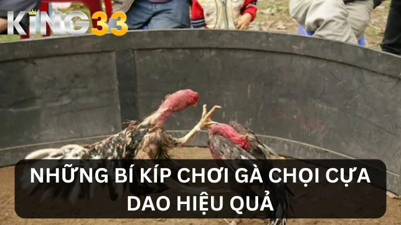 Bí kíp chơi gà chọi cựa dao