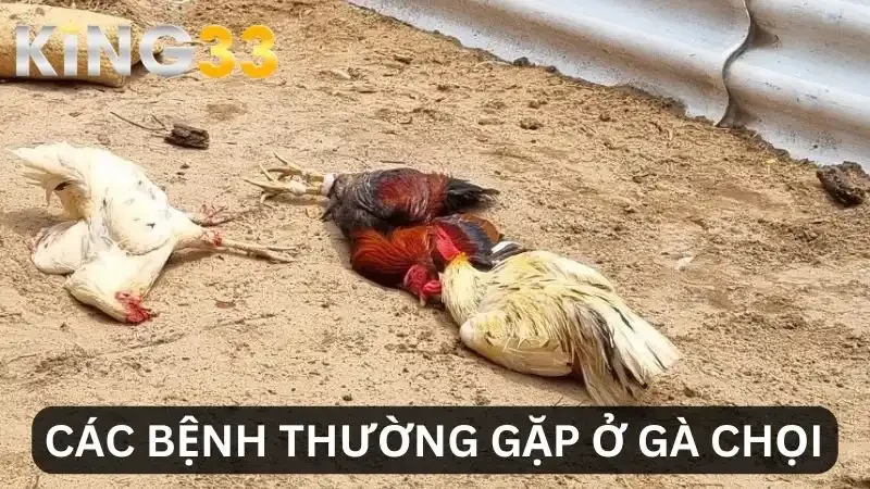 Các bệnh thường gặp ở gà chọi