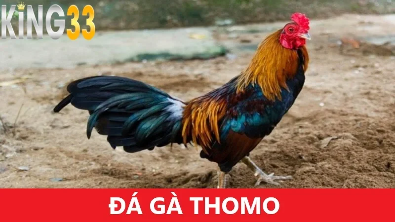 Đá Gà Thomo – Nơi Hội Tụ Của Những Đấu Sĩ Xuất Sắc Hàng Đầu