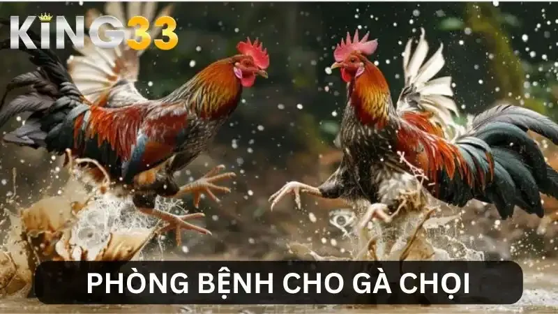 Phòng Bệnh Cho Gà Chọi - Bí Quyết Giúp Chiến Kê Khỏe Mạnh