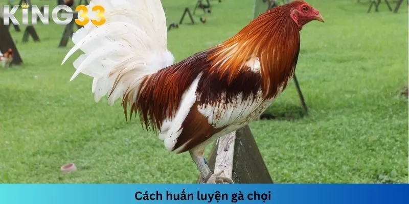 Phải nhớ cách huấn luyện gà để chiến kê được phát triển tốt nhất