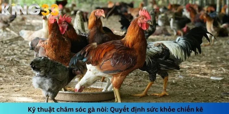 Kỹ thuật chăm sóc gà nòi: Quyết định sức khỏe chiến kê