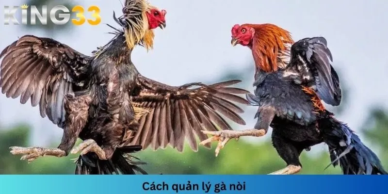 Cách quản lý gà nòi đóng vai trò vô cùng quan trọng