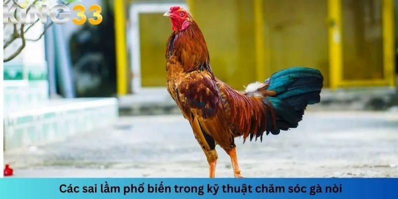 Có một vài sai lầm thường gặp phải khi chăm sóc gà nòi