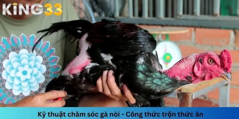 Công thức phối trộn thức ăn là thông tin mà người nuôi gà nòi nên nắm rõ